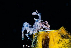 Harlequin shrimp found hidding in a coral. by Carl Lam 